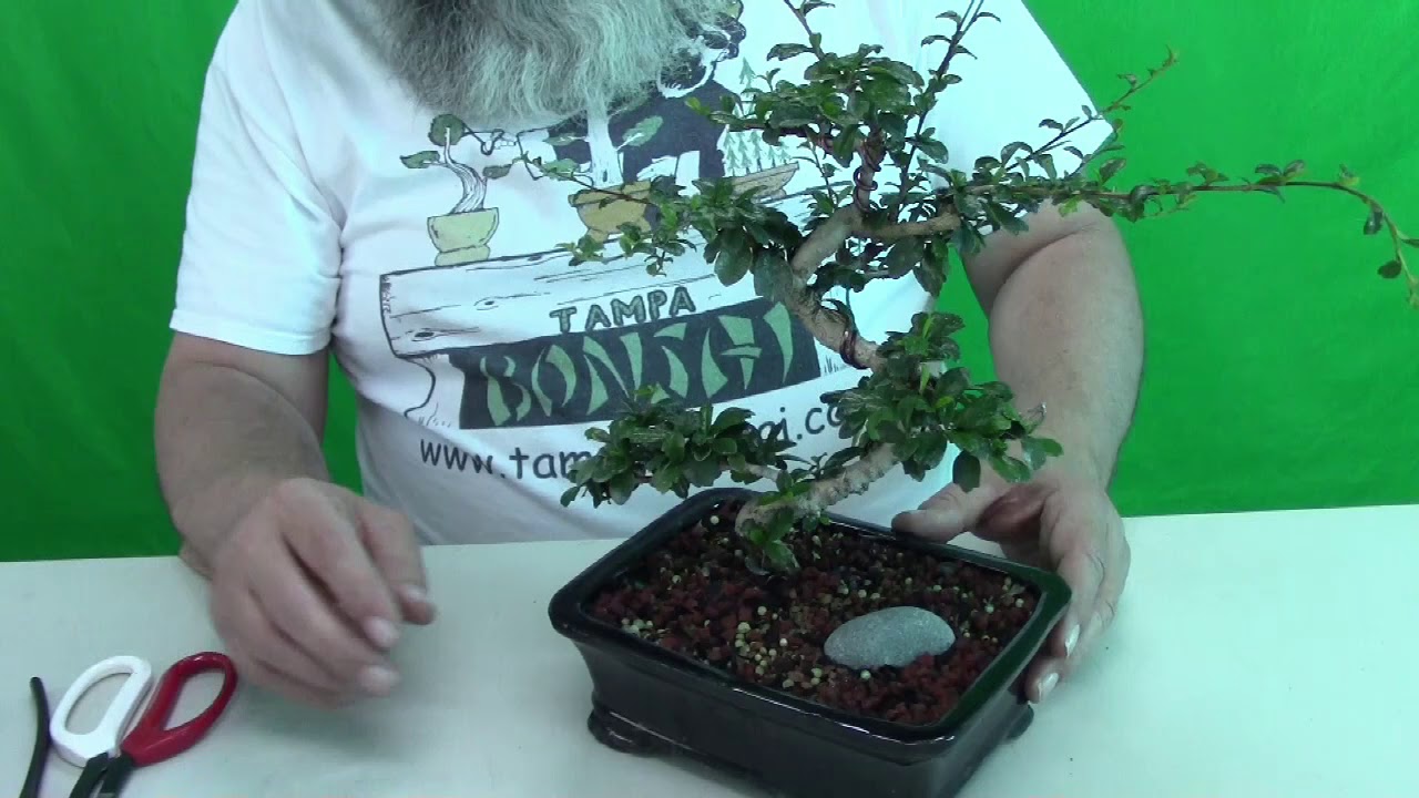 Now I Have a Bonsai Tree, What Do I Do Next?