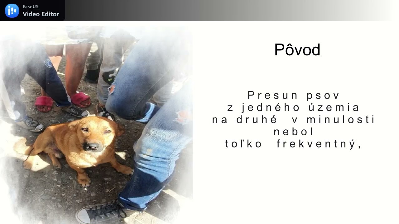 Život so psom a zmeny v na&scaron;ej spoločnosti.