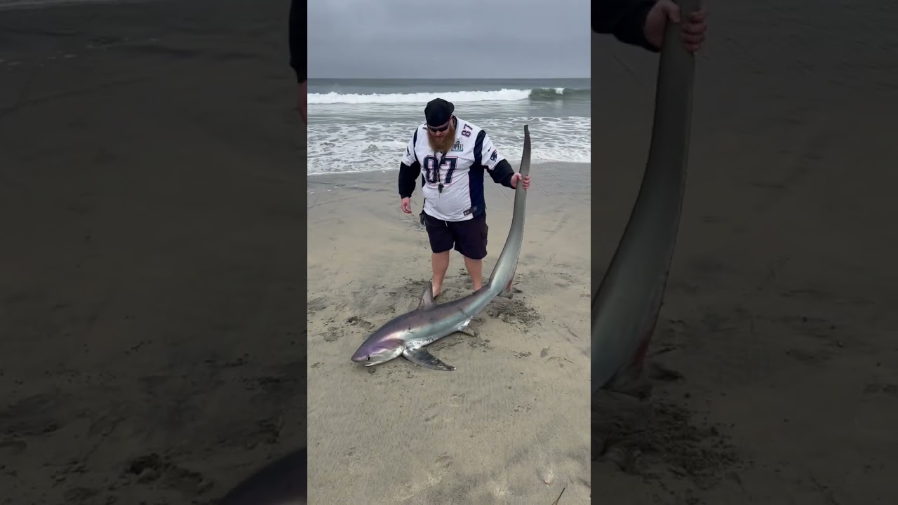 Catch & Release: Land-Based Thresher Shark