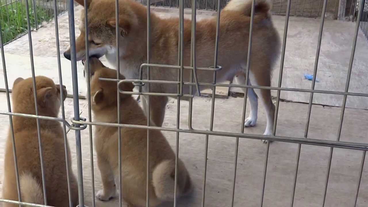 柴犬ジローくん、家族で一緒に。　5/24生まれ