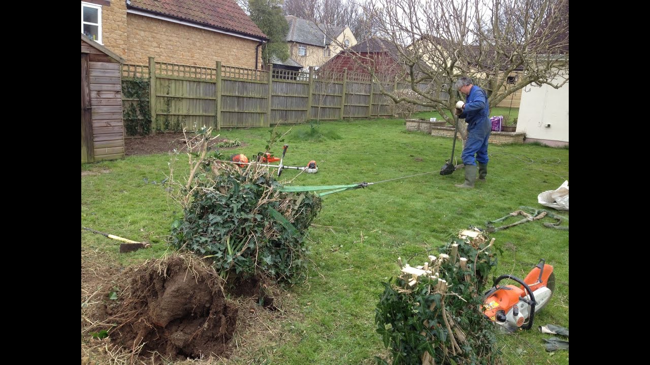 Using a Tirfor Winch Hoist to uproot one half of what was an overgrown Pergola Rose Arch