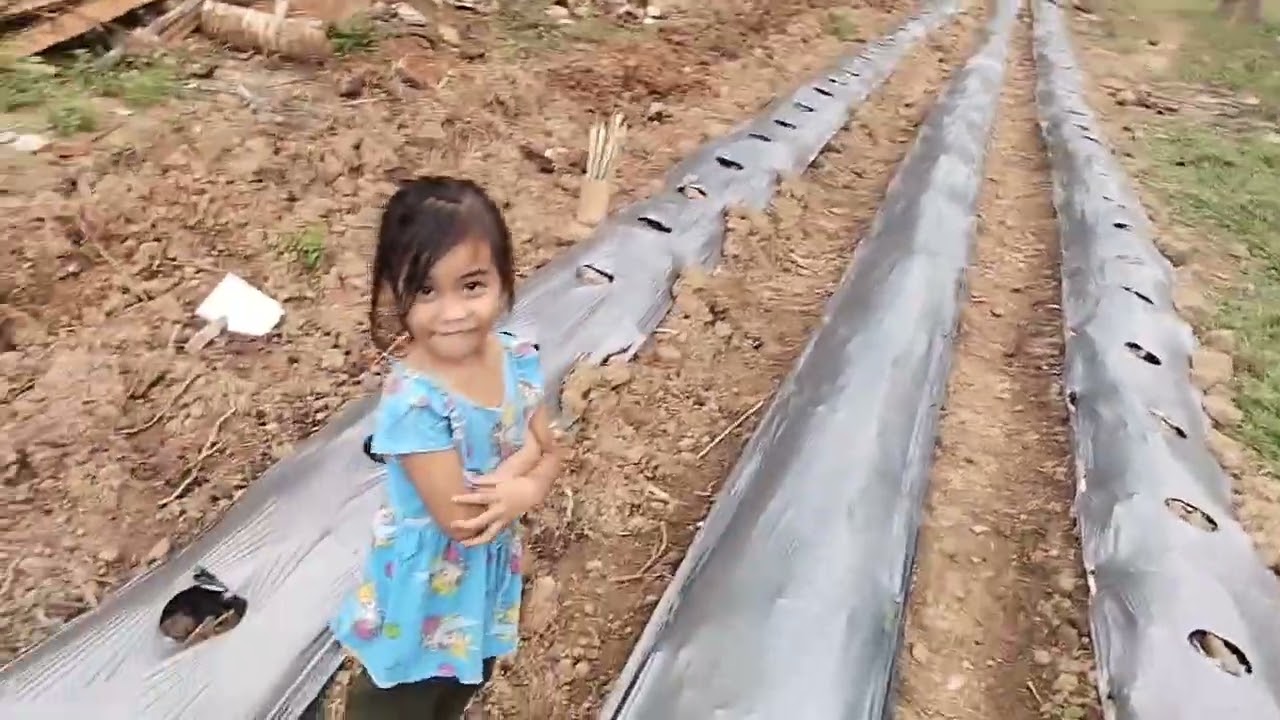 PAANO mag butas ng plastic mulch 