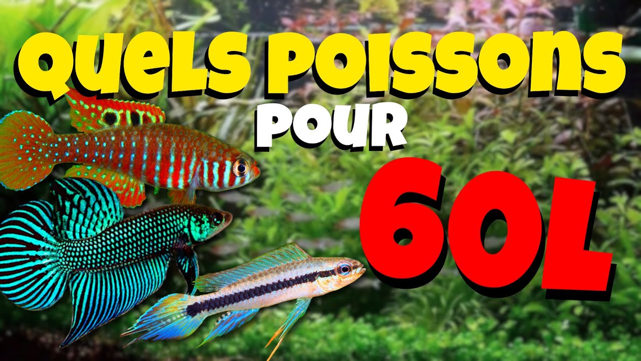 Quels POISSONS pour 60L ?