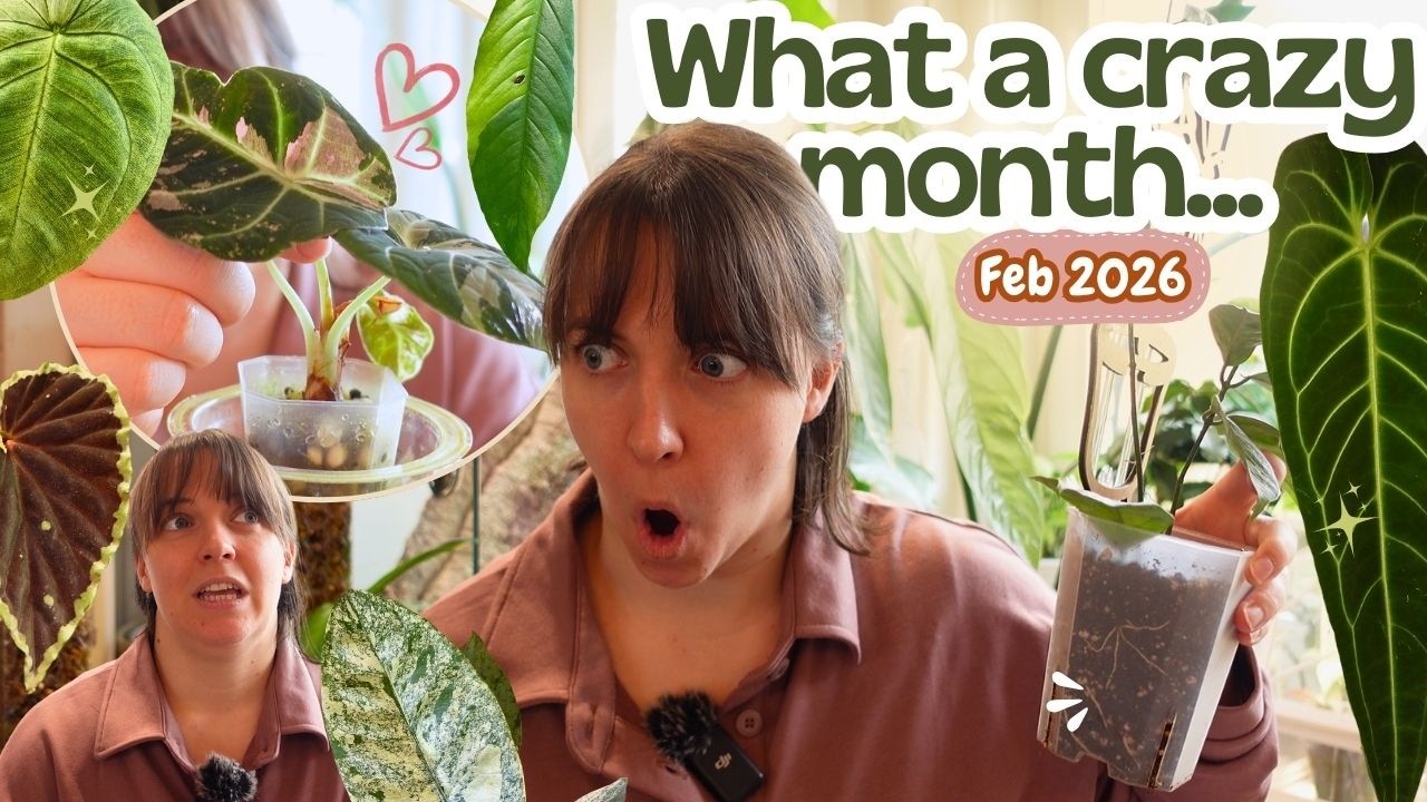 I got goosebumps 😯 Top 12 Favourite Houseplants of February 2026 🌿