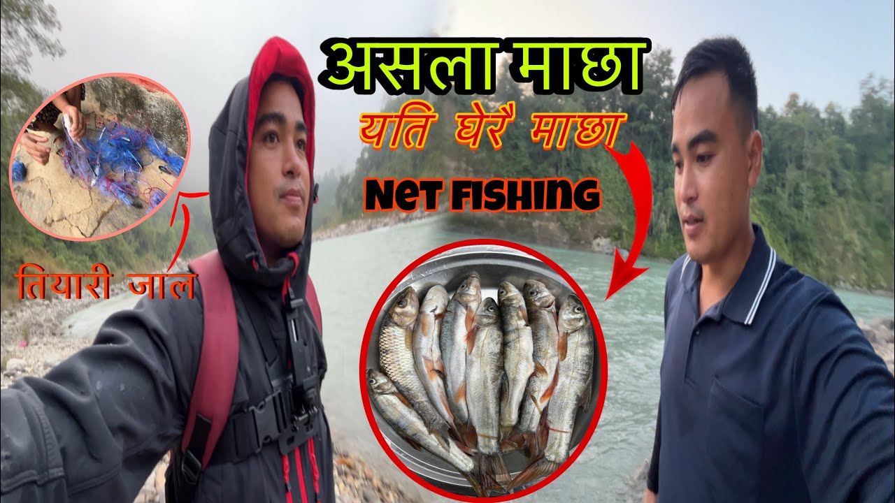My-vlog👉Himalayan trout fish 🐠// local asala maxa in marsyandi river Nepal 🇳🇵 