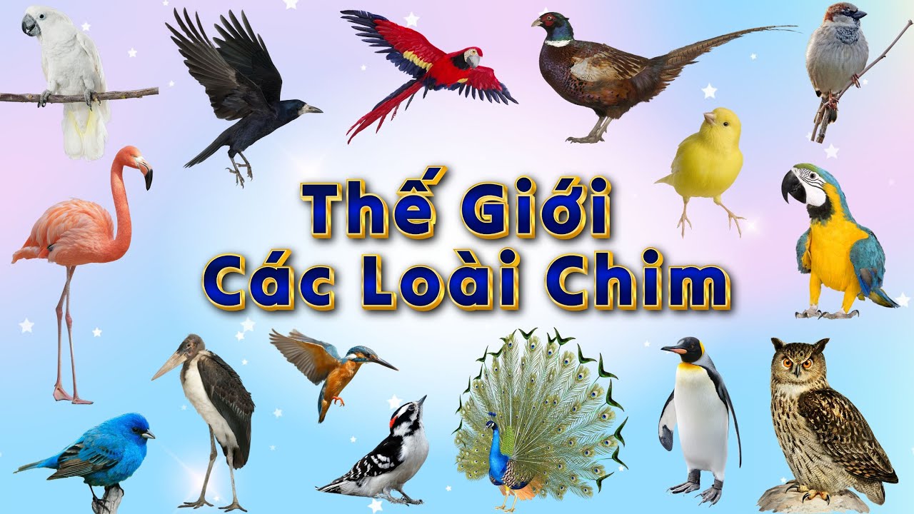 Thế Giới Các Loài Chim| Dạy bé các loài chim| Song ngữ Anh Việt| Đại bàng, hồng hạc, chim công, vẹt
