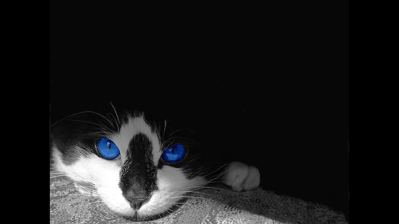Amazing World Of Cats Documentary - History TV