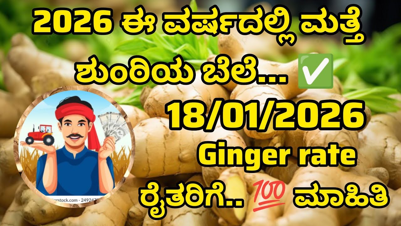 Today Ginger rate.. ಇಂದಿನ ಶುಂಠಿ ಬೆಲೆ ಮತ್ತೆ...! ✅ #gingerprice #market 18/01/2026