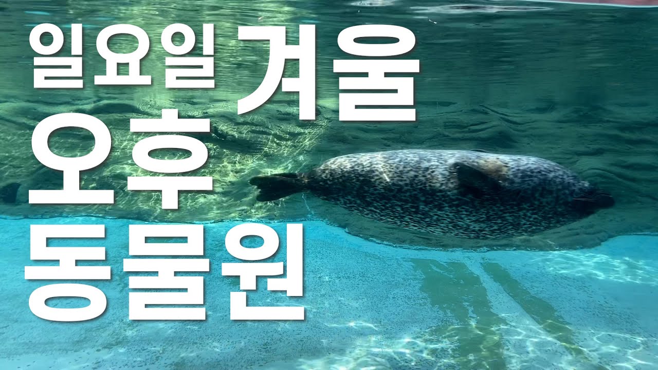 일요일, 오후, 겨울의 동물원
