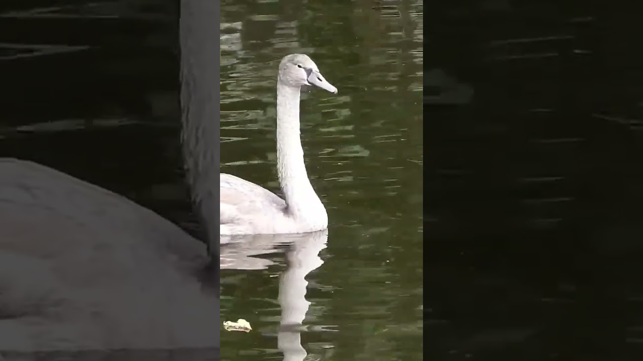 Cygnets by  Calder and Hebble. Elland.