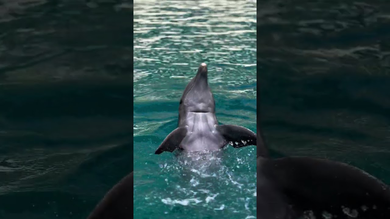 The best gift for your children l Delphinus