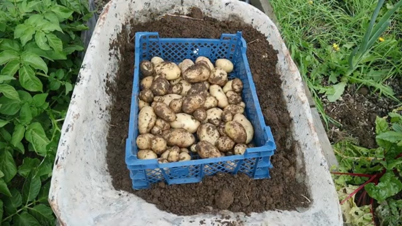 Harvesting Container Grown First Early Potatoes Allotment Gardening UK