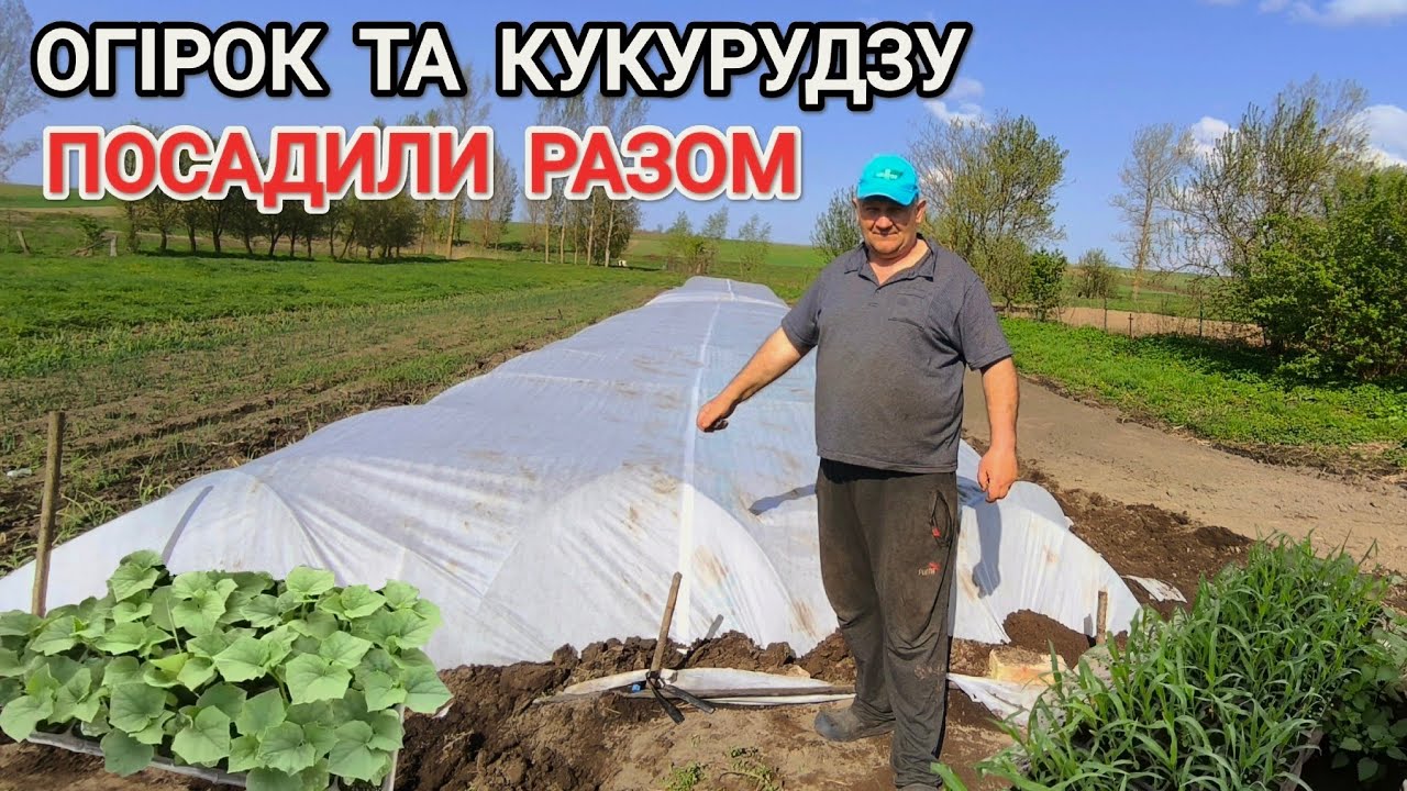 Посадили ранній огірок та кукурудзу під агро волокно на Львівщині