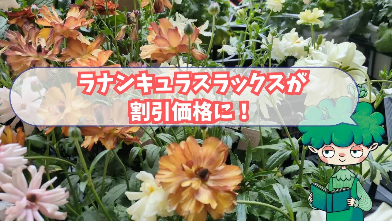 ラナンキュラスラックス値下げ！