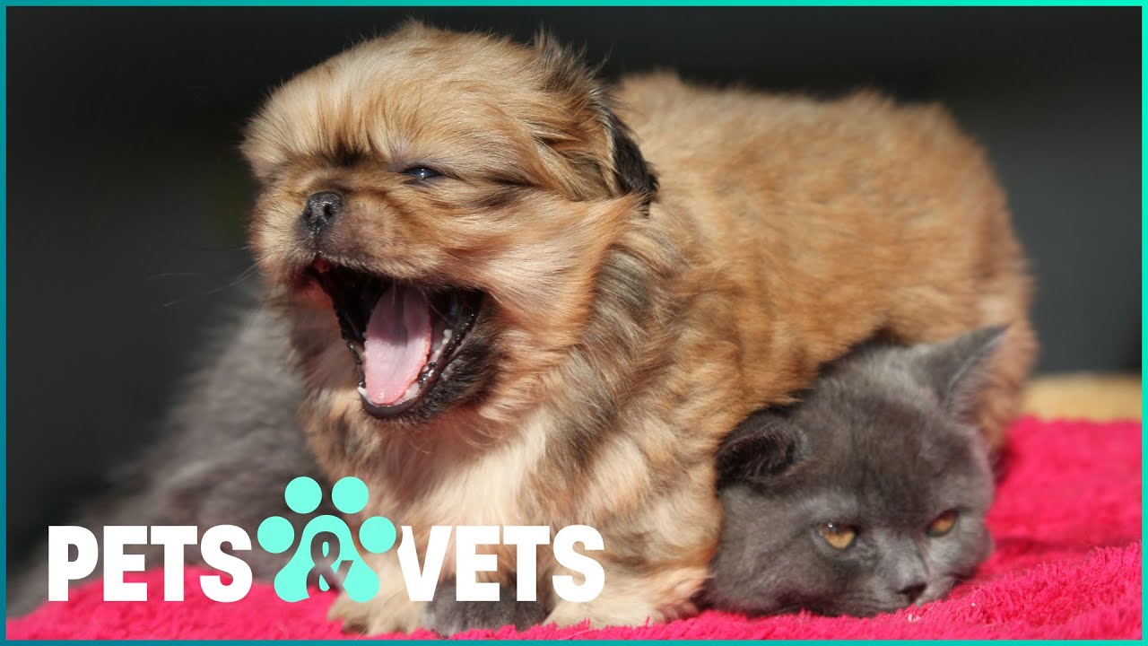 How the World’s Cutest Pets Wake Up 🥱💤