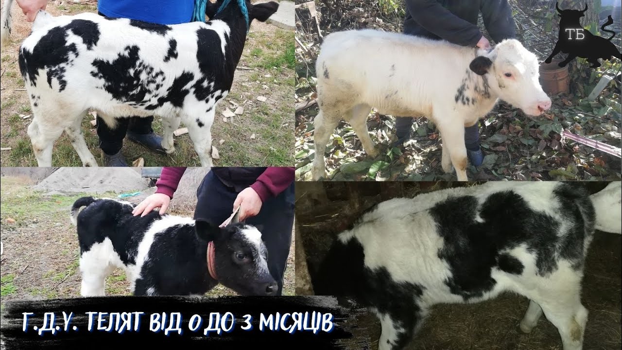 №4. Годівля, догляд, утримання телят від 0-3 місяців віку.