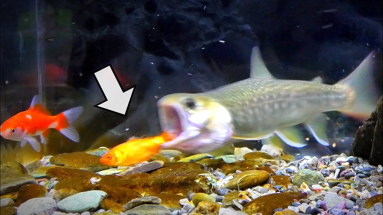 イワナの水槽に金魚を入れて観察してみる。