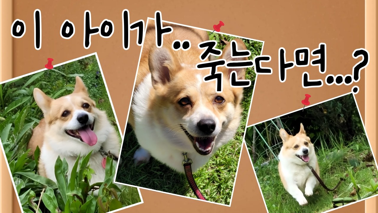 나의 작은 강아지(T발놈 주의..ㅎㅎ)