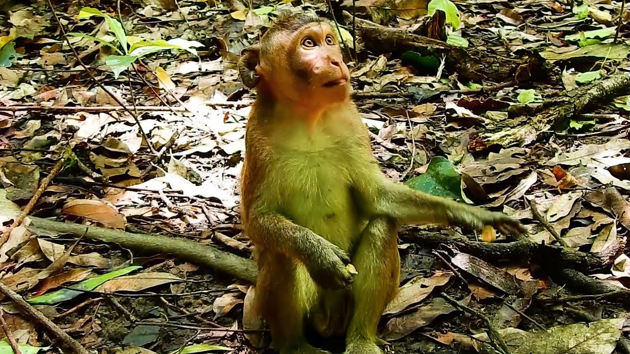 A Poor Jody Monkey Lost Mom Jane Monkey In Forest Alone!