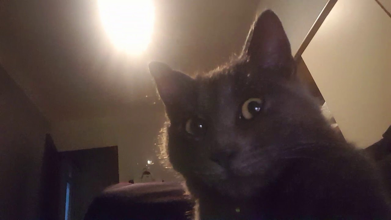 The most beautiful certosino cat in the world