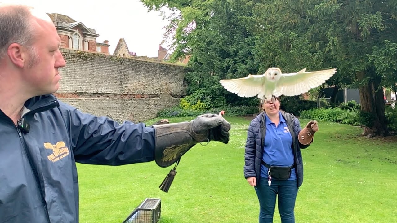 Training Casper the barn owl to fly hand to hand at only 8 weeks old