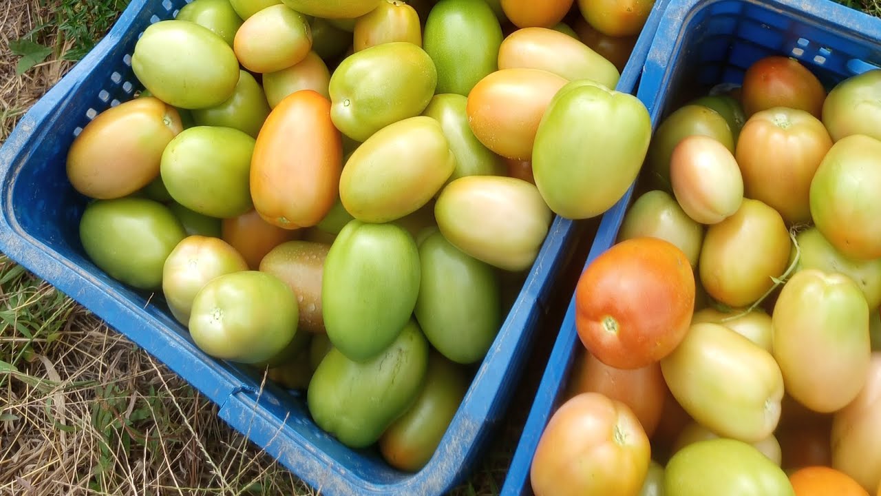 Bastante tomate para próxima colheita só o filé 