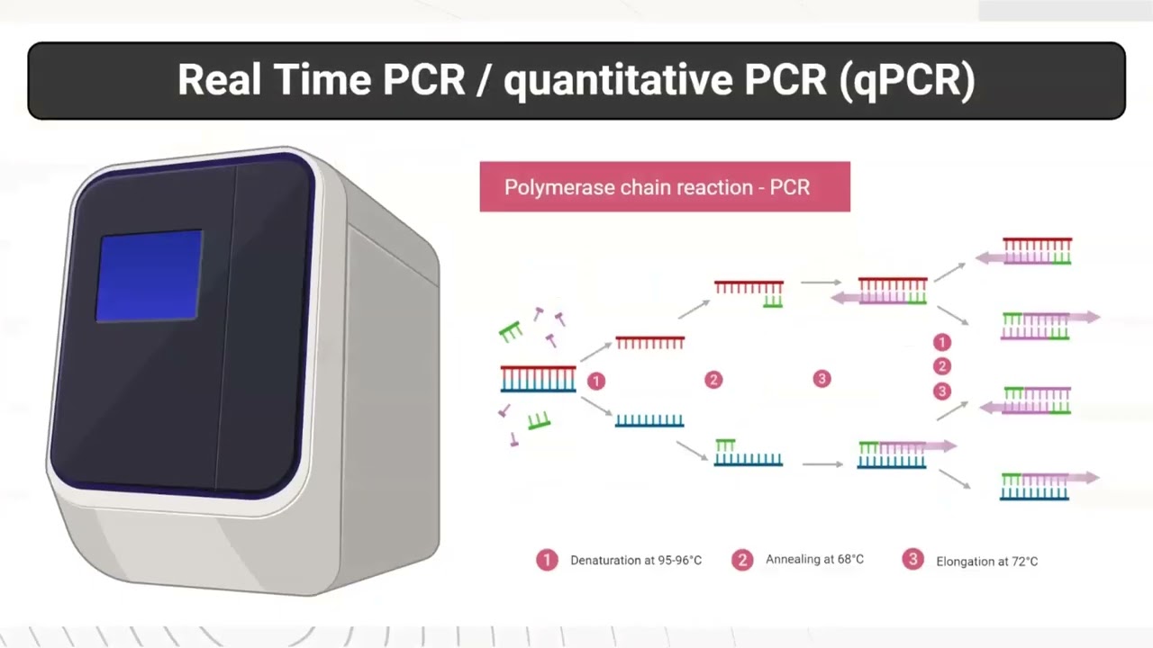 qPCR y introducci&oacute;n a los cebadores