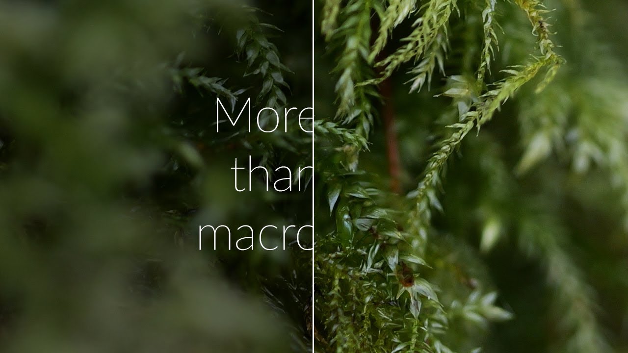 Panasonic LUMIX S 100mm F2.8 Macro Lens | More than a macro lens
