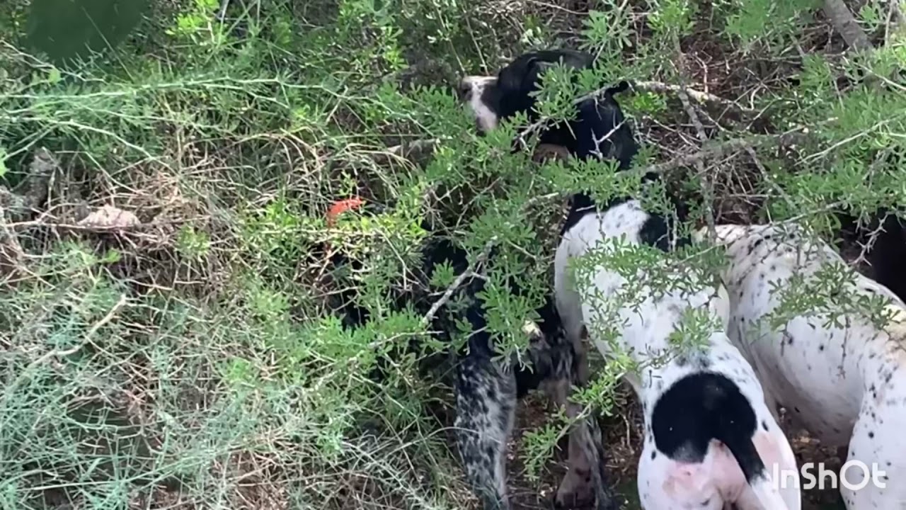 Chasse au lièvre en tunisie 2021/2022
