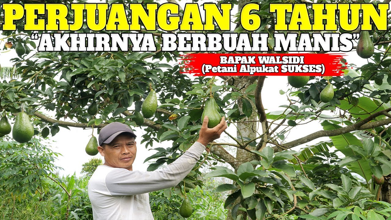 GOKIL BANGET ‼️ SETELAH TAHU HASILNYA SEMUA LAHAN LANGSUNG DIJADIKAN KEBUN ALPUKAT