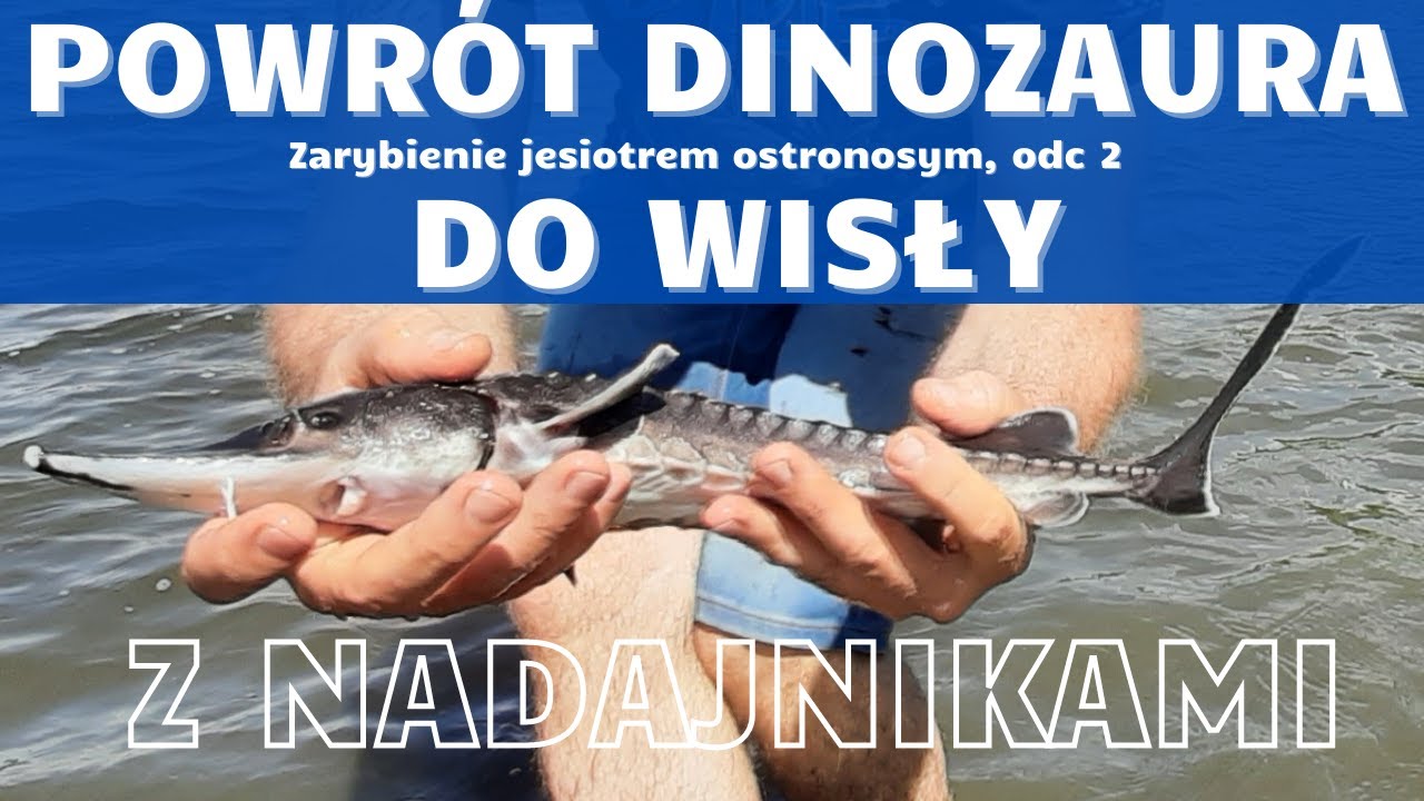 Powrót Dinozaura do Wisły. Jesiotr Ostronosy z nadajnikami.