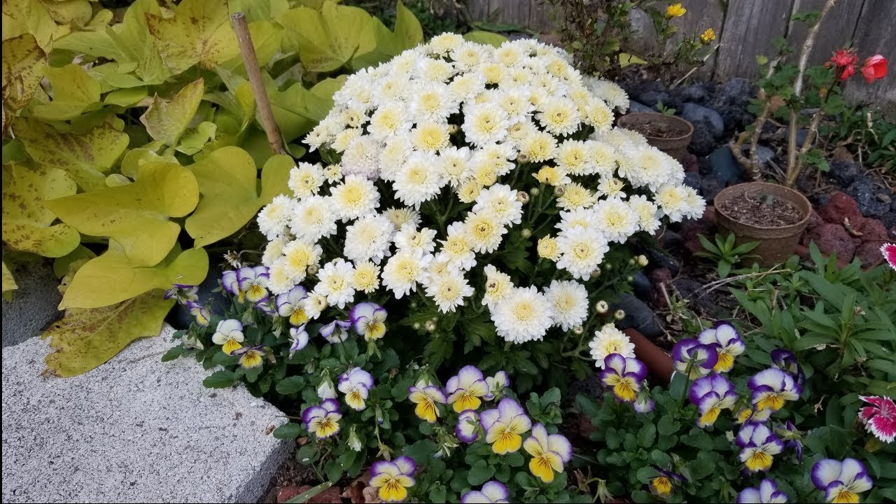 Tour de crisantemos en mi jardín