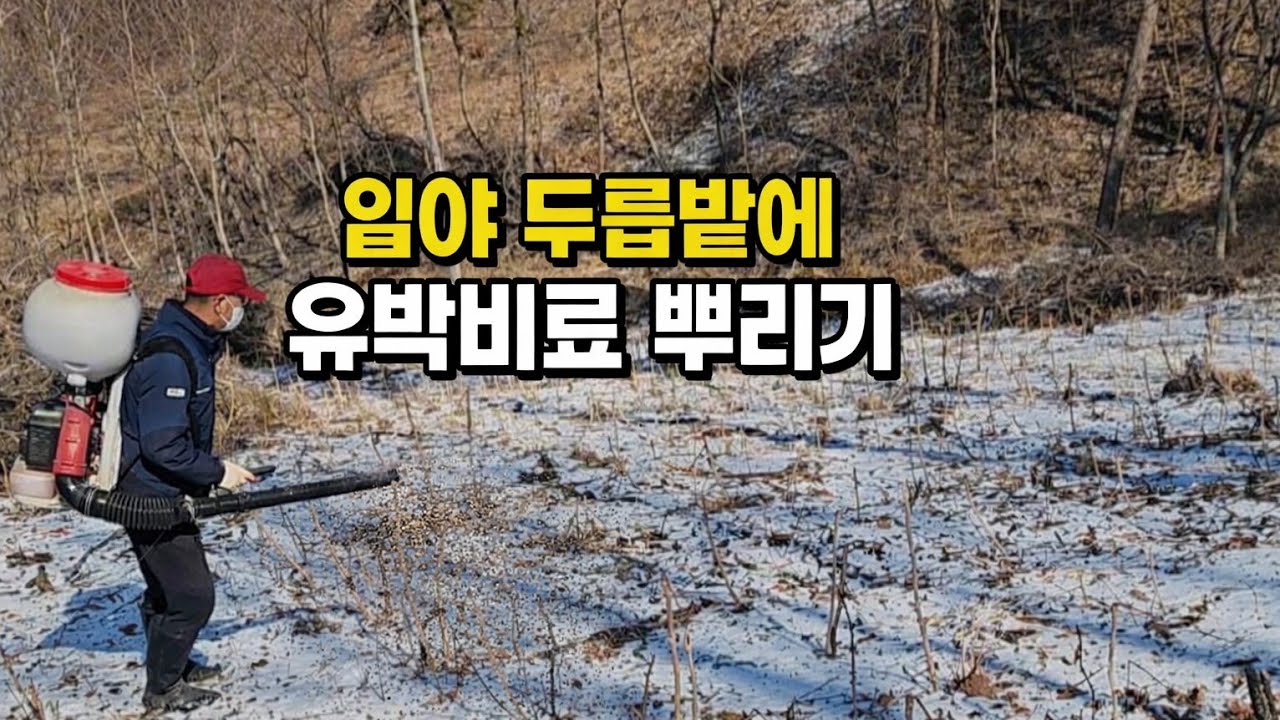 임야 두릅밭에 유박비료 뿌리기 (2026년 3월 7일)