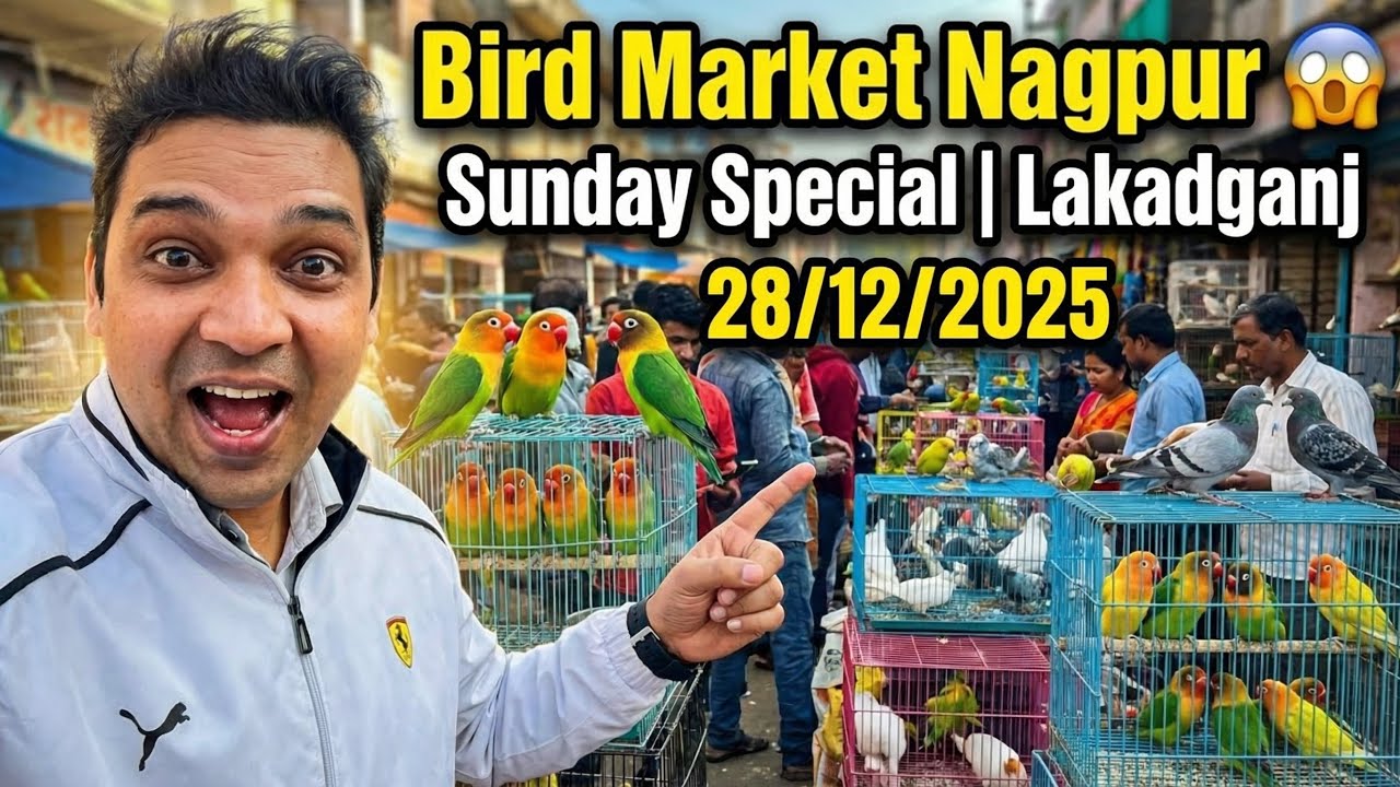 Bird Market Nagpur Today 28/12/25 | Lakadganj Ka bird Market | Bird Sunday Market Nagpur ka