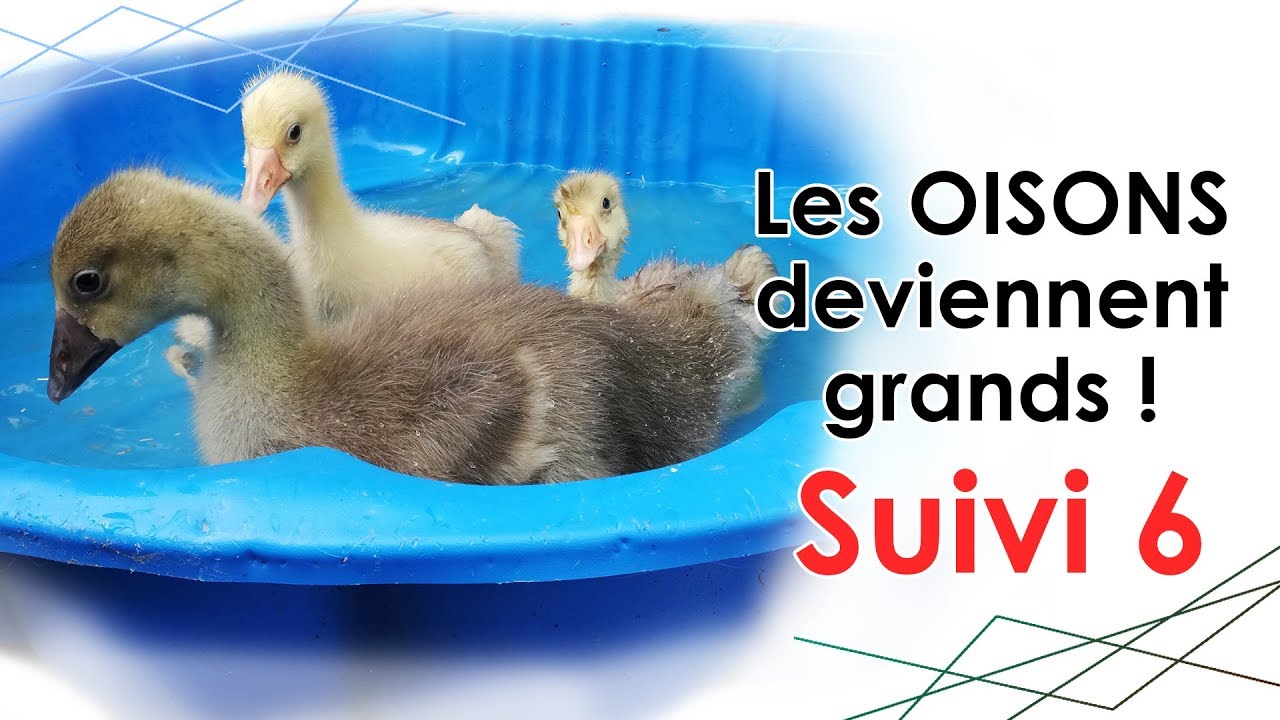OISONS : suivi n°6 - Ils ont tellement GRANDI !!