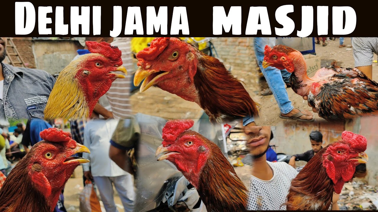 Delhi jama masjid aseel murga Mandi 👍7th vlog 🔥 subscribe my channel support me guys ❤️#viral #vlog