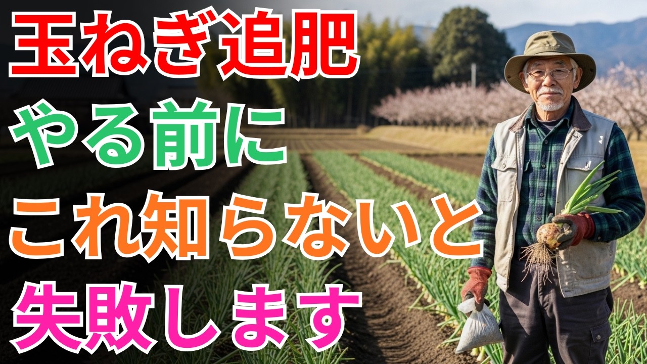 【失敗したくない人必見！】3月の玉ねぎ追肥「やる・やらない」が玉の太さを決める！手遅れになる前に実践したい品種別の神・追肥術と、止め肥のベストタイミング完全解説！【玉ねぎ栽培】【収穫量2倍】