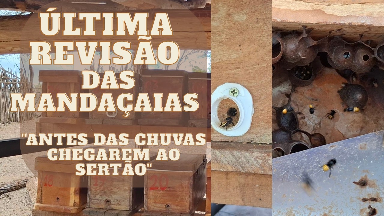ÚLTIMA REVISÃO DAS MANDAÇAIAS 