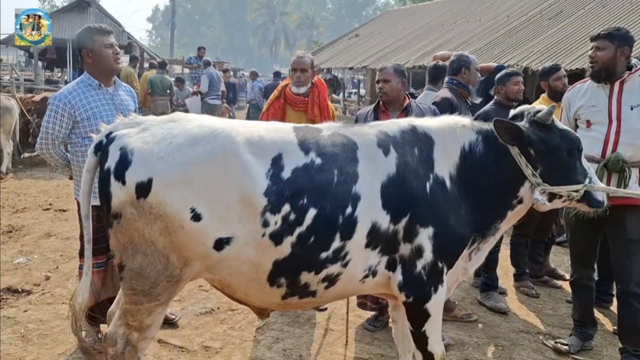 @ 18 February 2026|| মাংসের বড় বড় ষাঁড় গরু চট্টগ্রামের ব্যবসায়ী কত টাকা মন দরে কিনলেন আমবাড়ী হাটে??