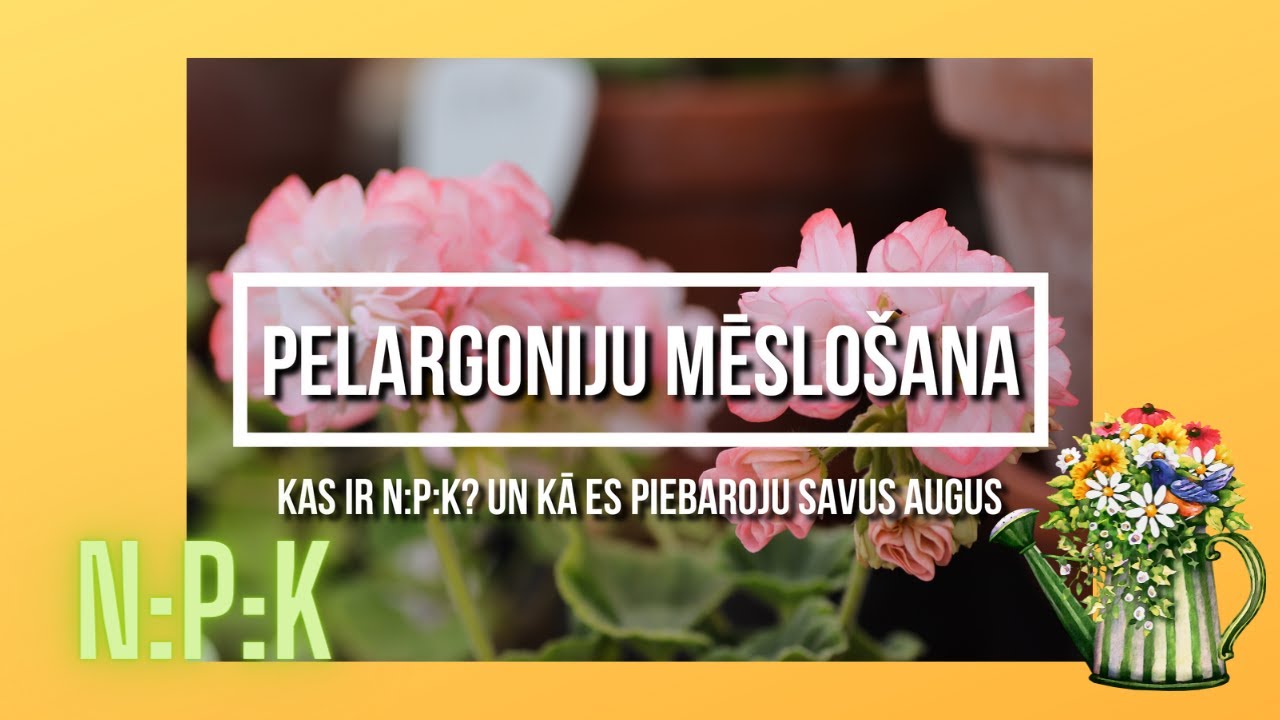 Pelargoniju mēslošana. Kas ir N:P:K? Kā es piebarojus savus augus