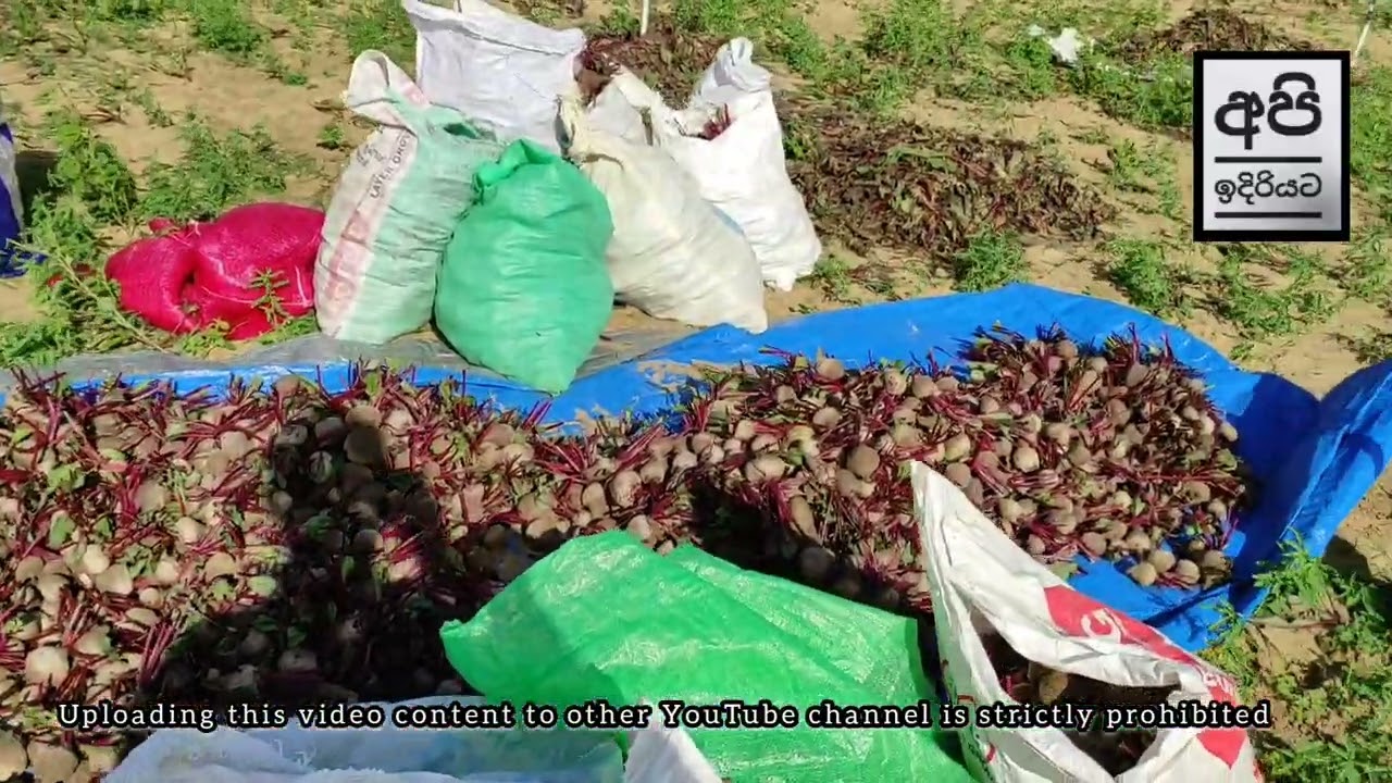 බීට් වගාව / Beetroot Farming