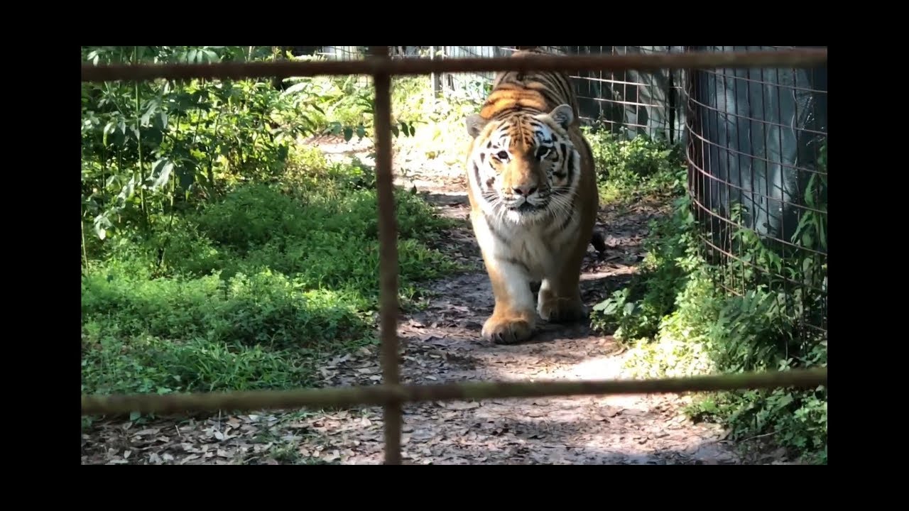 SNEAKY TIGER!! - Seth