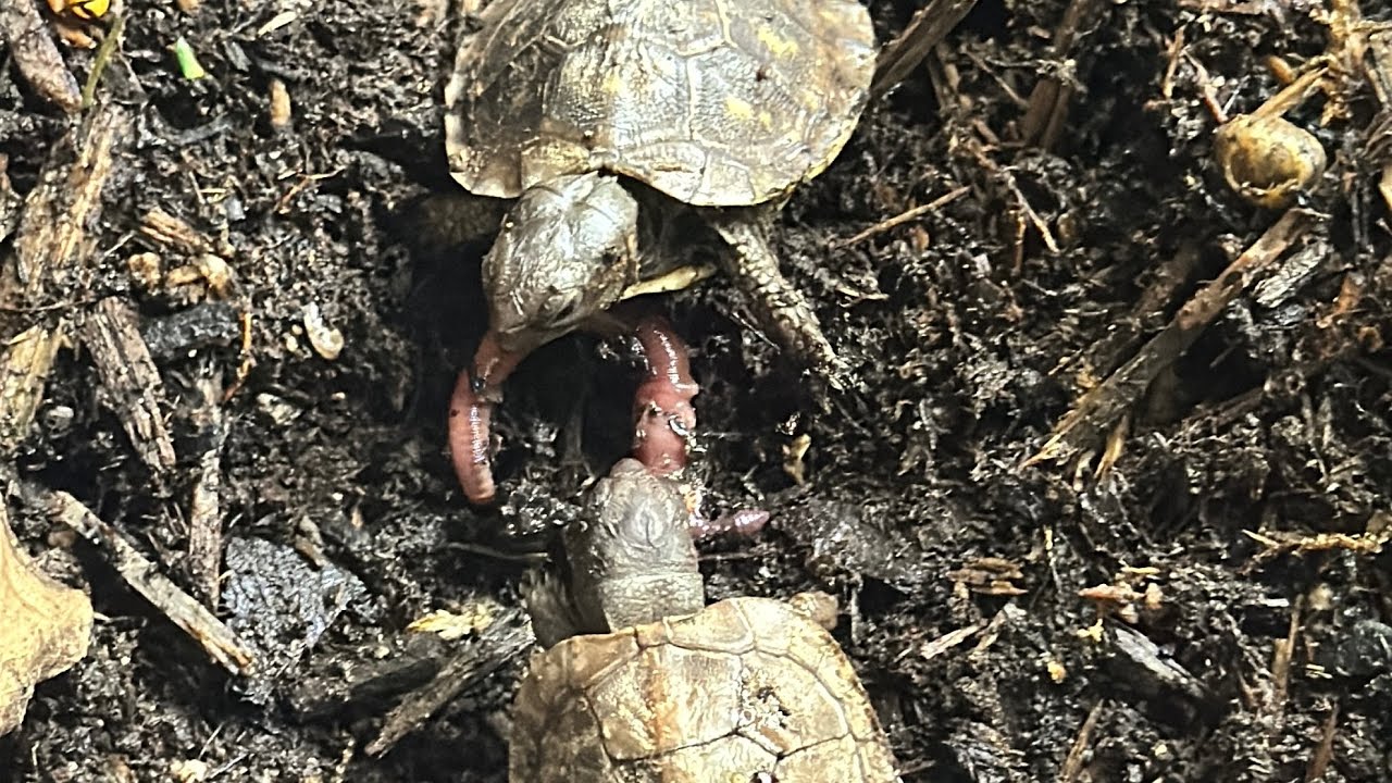 Baby Box Turtles Feeding Time!! 