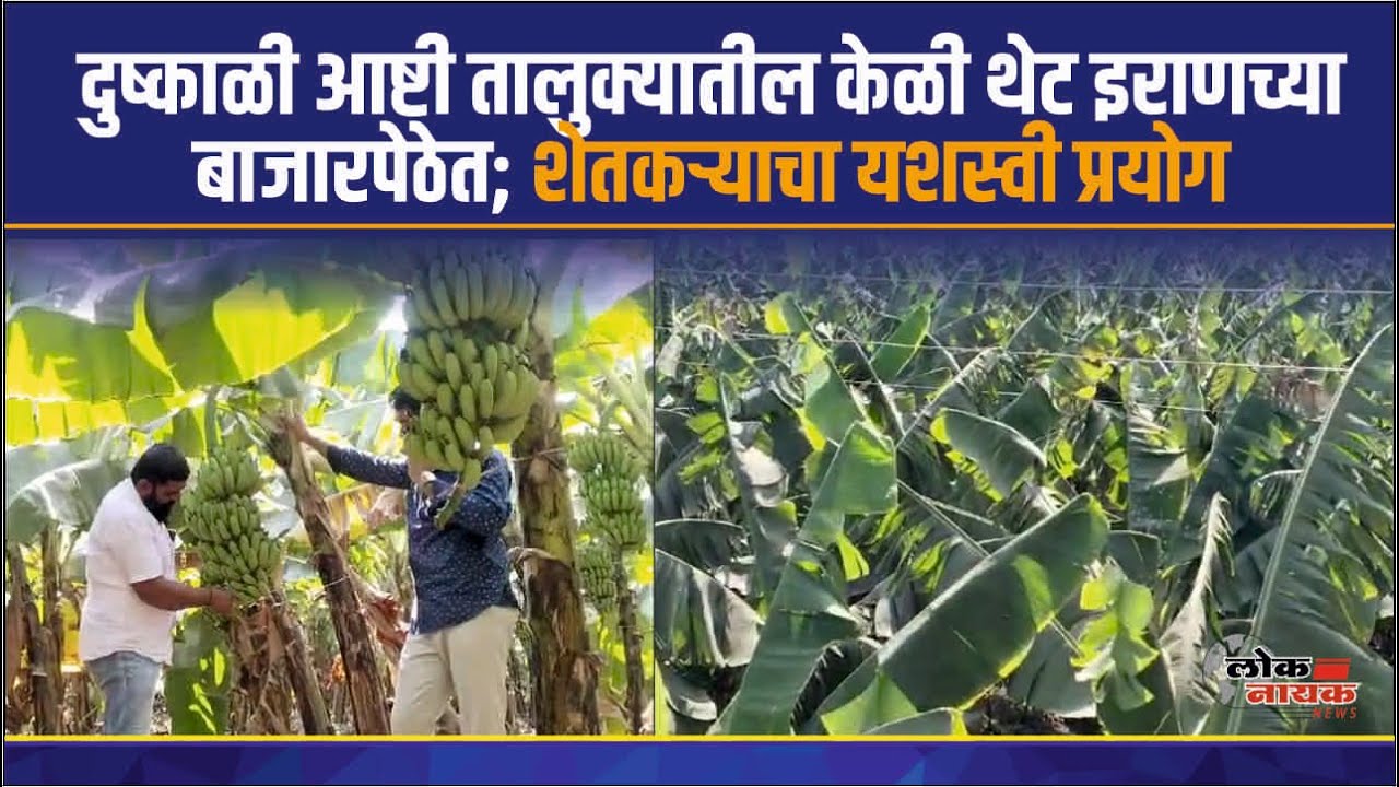 Ashti Beed Agriculture News Banana दुष्काळी आष्टी तालुक्यातील केळी थेट इराणच्या बाजारपेठेत #banana
