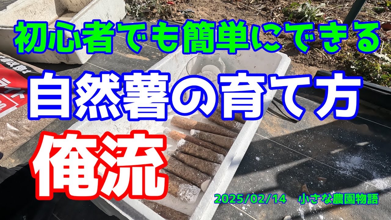 【自然薯】初心者でも簡単にできる　自然薯の育て方　俺流　2025/02/14