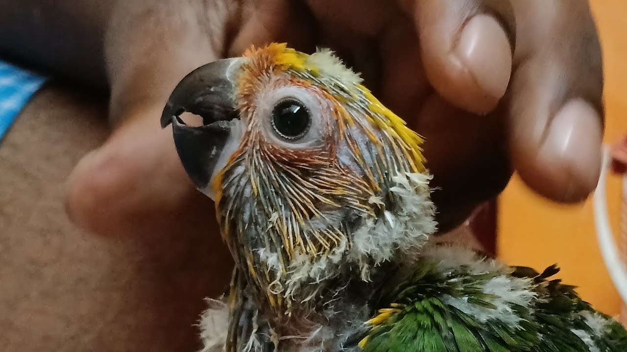 Sun conure Bird's 🕊️ chick's Sale's available interest person call me ph 9600933938 