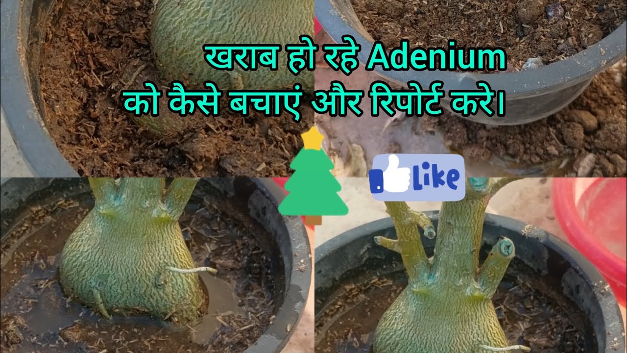 खराब हो रहे Adenium को कैसे बचाएं और रिर्पोट करे।