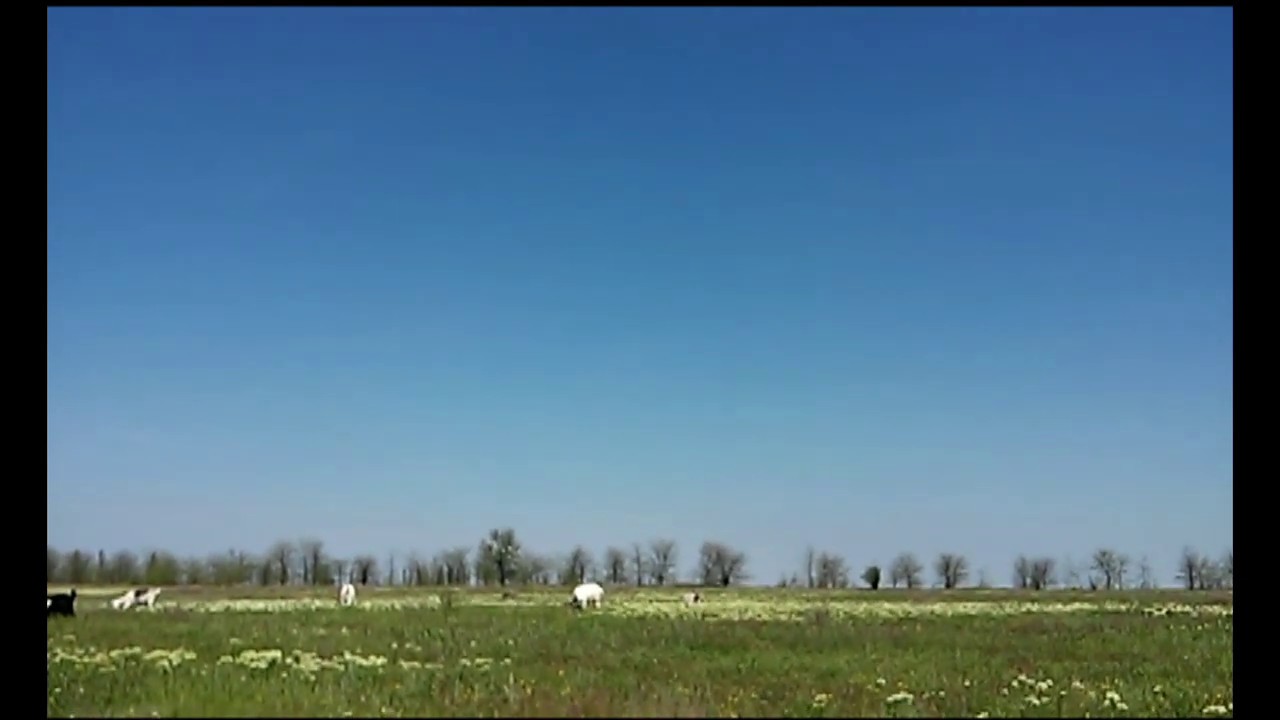 Козы: сода, лекарственные травы - когда и как.