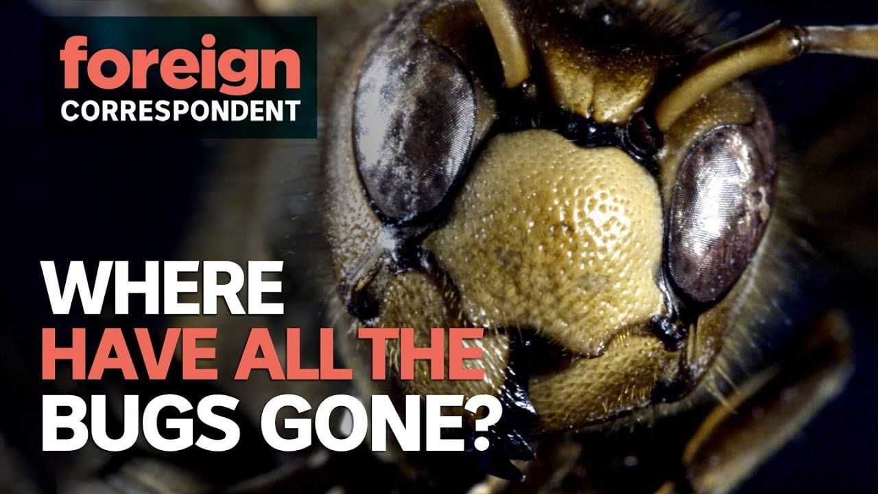 Are we living through an insect extinction? | Foreign Correspondent