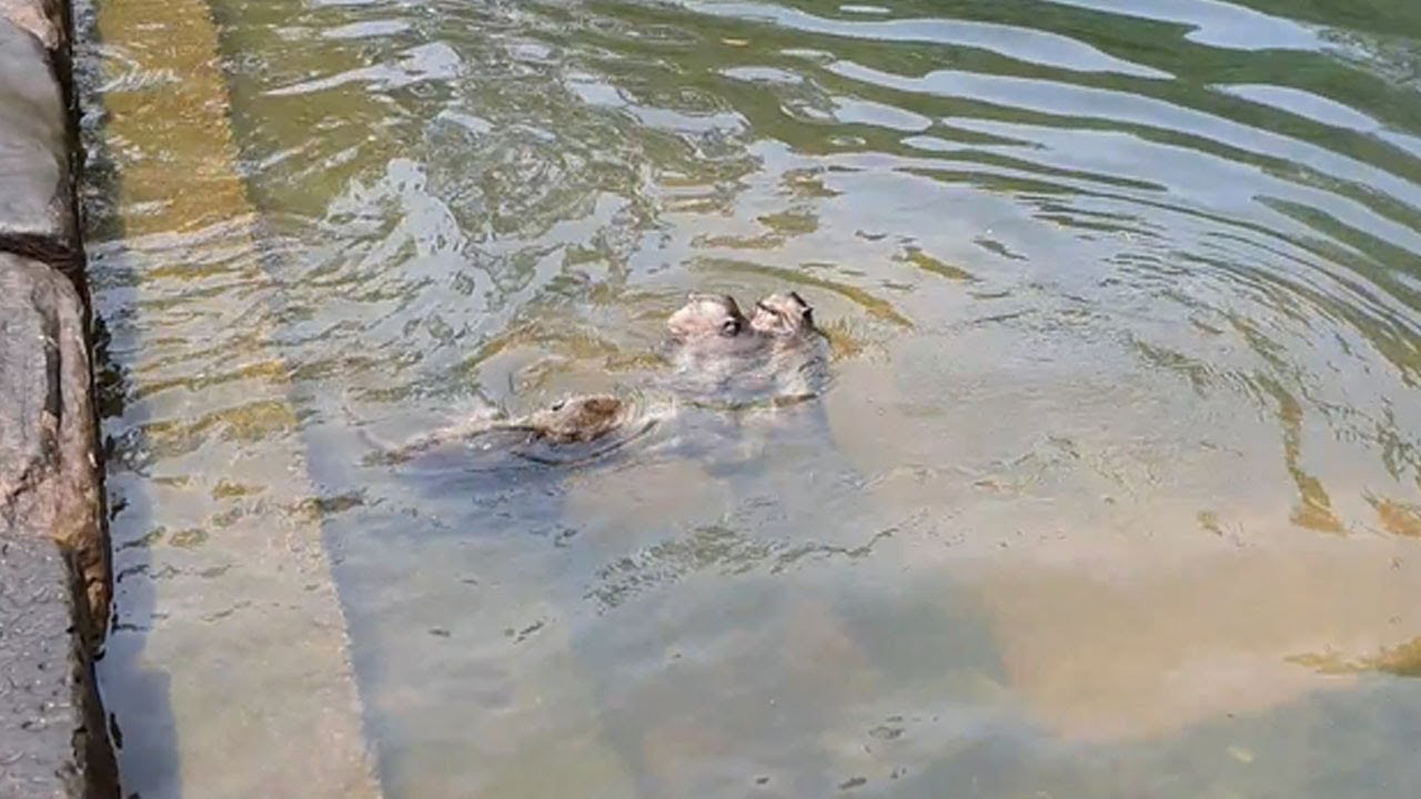 Wild monkey playing and taking a bath in pool - Wildlife Animal 151